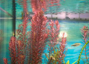 Rotala „Bloodred“