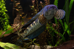 Channa aurantimaculata