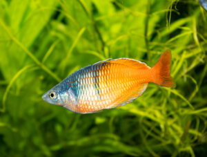 Harlekinregenbogenfisch